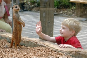 child-meerkat