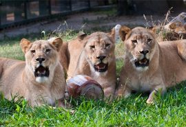 three-female-lions-270x185
