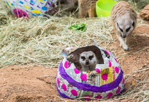 Easter-Enrichment-meerkat-in-egg