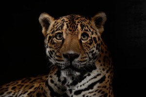 Jaguar-blog