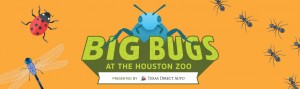 Big-Bugs-Web-Graphics-Banner-Before-Opening