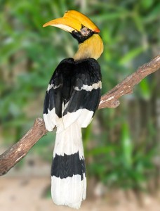 Great-Indian-Hornbill-birds-profile