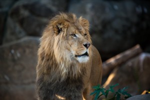 African-Lion-Hasani-0011-9029