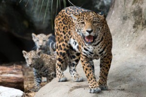 Jaguar-Cubs-0008-6850-300x200