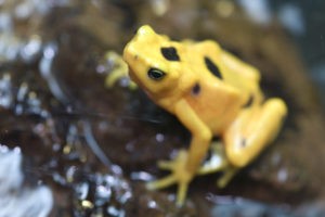 Panamanian Golden Frogs