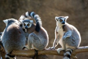 Ring-tailed-Lemur-0039-1656-300x200