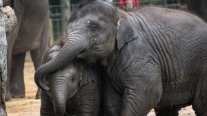 Asian-Elephant-0649-7683-1920x1080