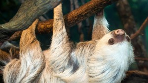 Hoffmans-Two-toed-Sloth-0053-1826-1920x1080
