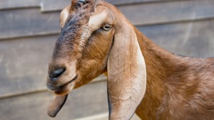 Anglo-Nubian-Goat-0009-3060-1-1920x1080