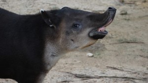 tapir-sos-blog-1920x1080 (1)