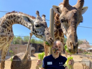 Houston Zoo FB Live-Giraffes