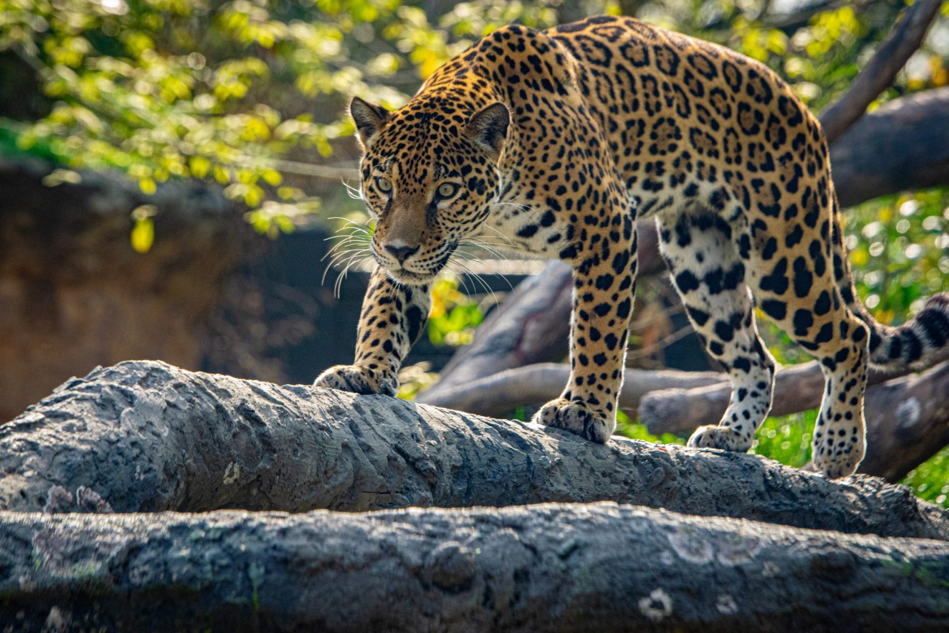 Houston Zoo – Houston Museum District